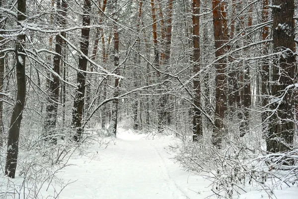 Un bosque de invierno —  Fotos de Stock