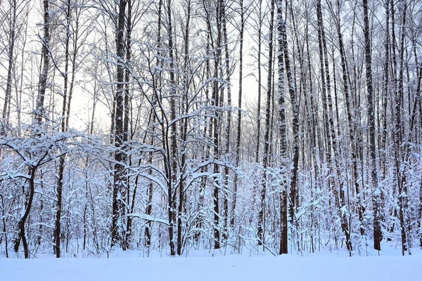 Un bosque de invierno —  Fotos de Stock