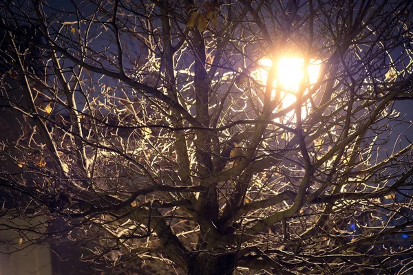 夜のツリー — ストック写真