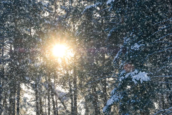 Imagen del bosque de invierno —  Fotos de Stock