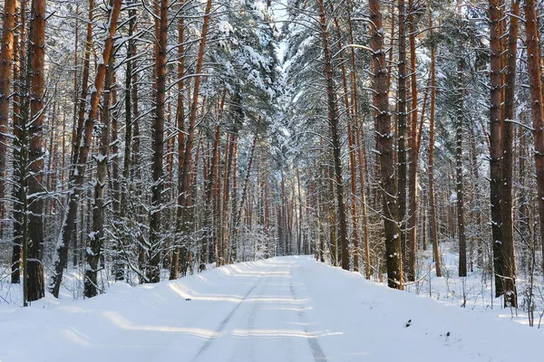 Inverno paese foresta strada — Foto Stock