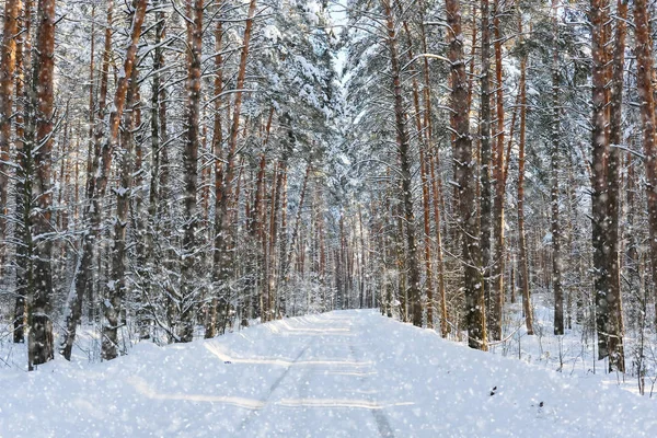 Camino forestal de invierno país —  Fotos de Stock