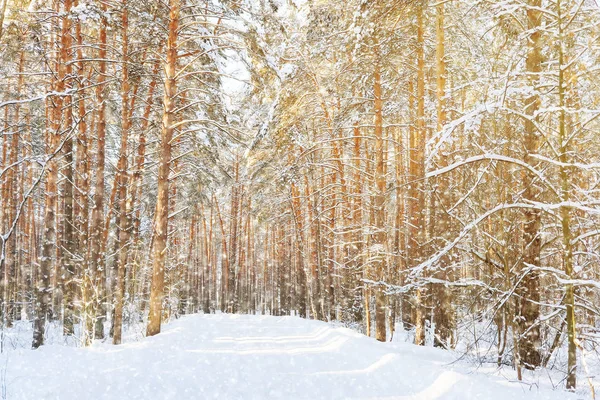 Inverno paese foresta strada — Foto Stock