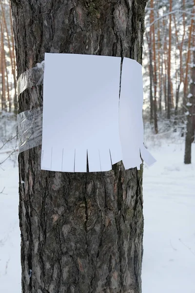 Annuncio su un albero — Foto Stock