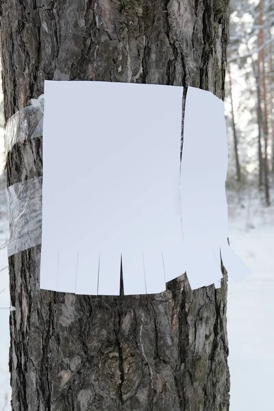 Annuncio su un albero — Foto Stock