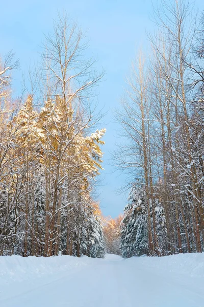 Strada di campagna invernale in una foresta — Foto Stock