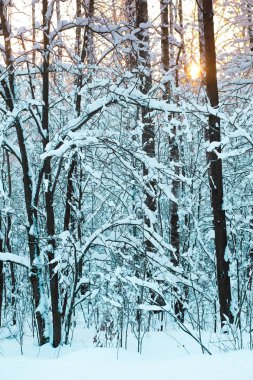 bir kış orman görüntüsü