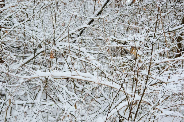 Imagen de un bosque de invierno —  Fotos de Stock