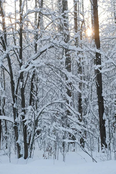 Imagen de un bosque de invierno —  Fotos de Stock