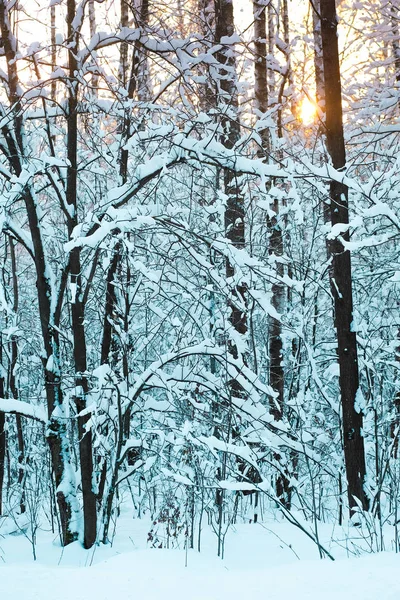 bir kış orman görüntüsü