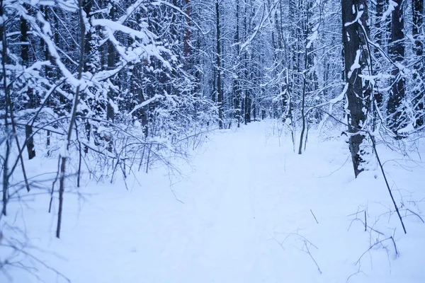 Изображение зимнего леса — стоковое фото