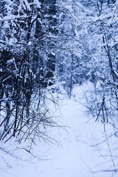 Imagen de un bosque de invierno —  Fotos de Stock
