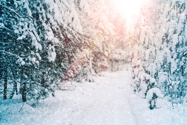 Imagen del bosque de invierno —  Fotos de Stock