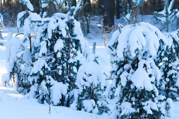 Bilden av vintern skog — Stockfoto