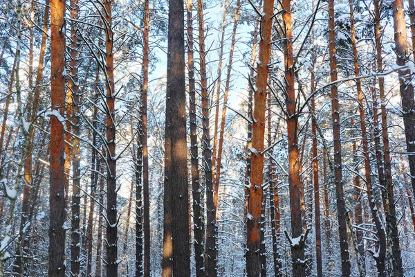 Imagen del bosque de invierno — Foto de Stock
