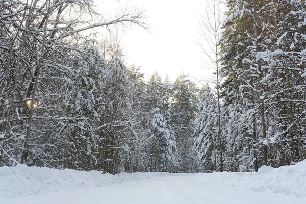 Immagine della foresta invernale — Foto Stock