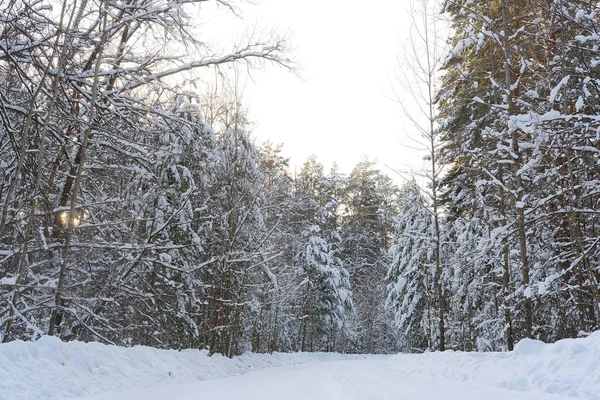 Imagen del bosque de invierno — Foto de Stock