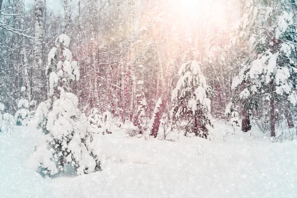 Afbeelding van winter forest — Stockfoto