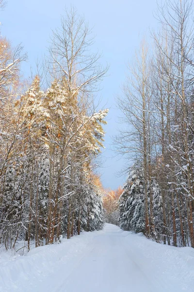 Immagine della foresta invernale — Foto Stock