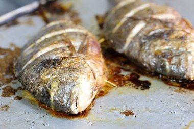 bir yavru balık görüntüsünü