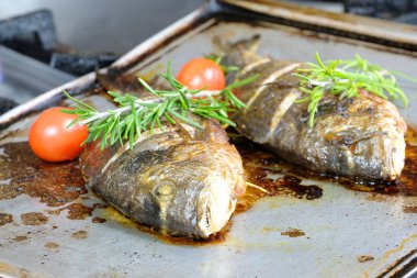 bir yavru balık görüntüsünü