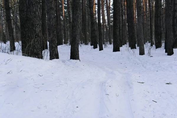 Trasa narciarska w zimowym lesie — Zdjęcie stockowe