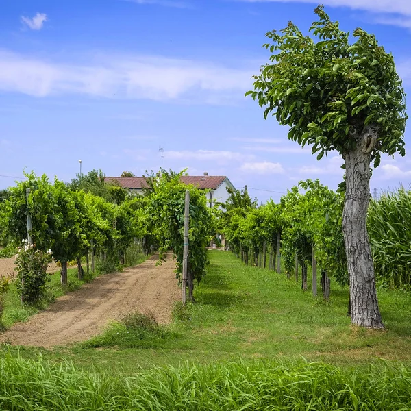 Image of an Italian countryside — Stock Photo, Image