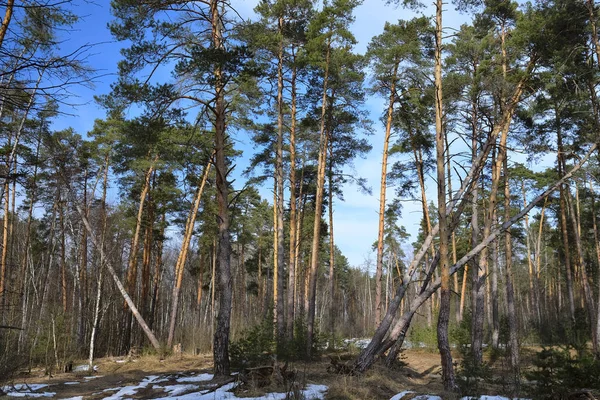 Obraz, wiosna lasu — Zdjęcie stockowe