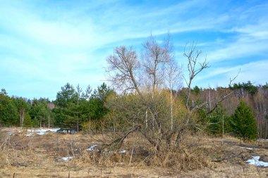 Bahar Orman görüntü ile manzara