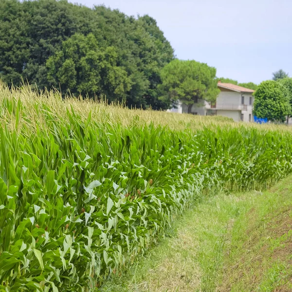 Bilden av en italienska landsbygden — Stockfoto