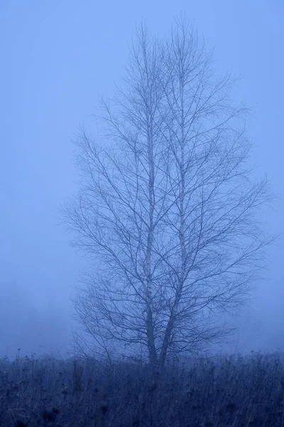 Frühlingswald im Nebel — Stockfoto