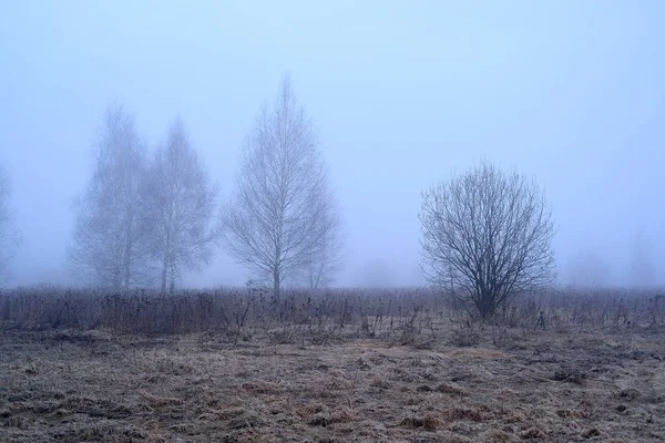Frühlingswald im Nebel — Stockfoto