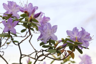 Egzotik çiçek yakın çekim