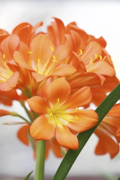 Egzotyczny kwiat bliska — Zdjęcie stockowe