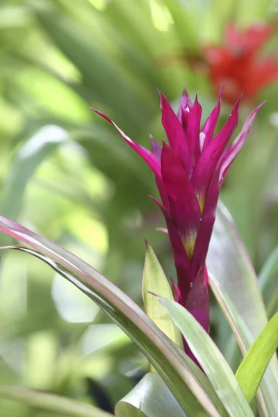 Exotic flower close up — Stock Photo, Image