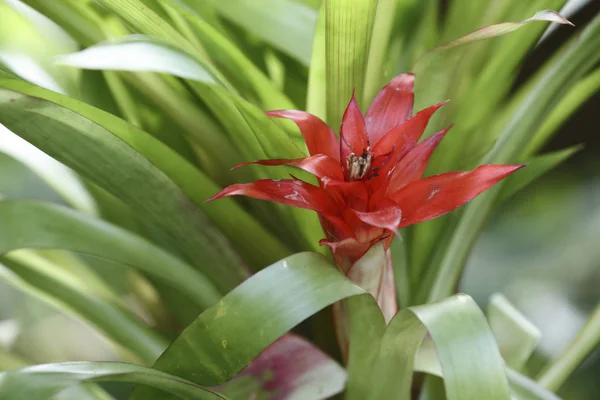 Flor exótica de cerca — Foto de Stock