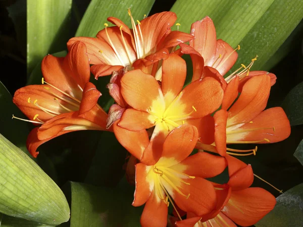 Exotic flower close up — Stock Photo, Image