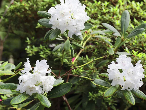 Flor exótica de cerca —  Fotos de Stock