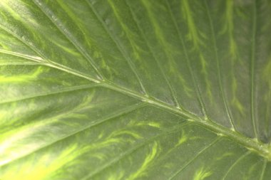 egzotik bitki yakın çekim