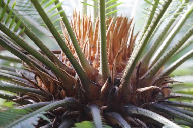 egzotik bitki yakın çekim