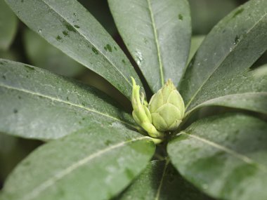 egzotik bitki yakın çekim