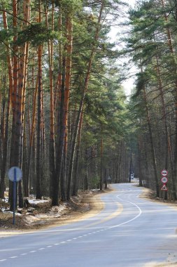  Bahar ormandaki bir yol görüntüsünü
