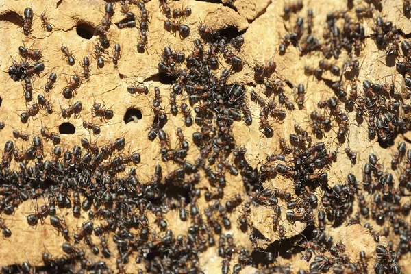 Mravenčí kolonie na starý strom zblízka — Stock fotografie