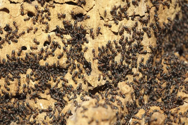 Mravenčí kolonie na starý strom zblízka — Stock fotografie