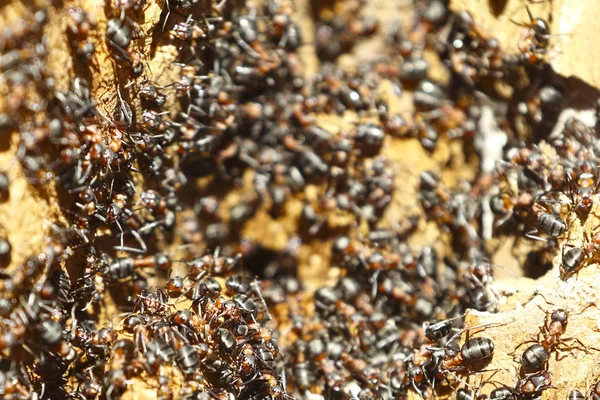 Colonie de fourmis sur un vieil arbre gros plan — Photo