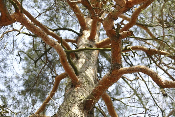 Wizerunek drzewa sosnowego — Zdjęcie stockowe