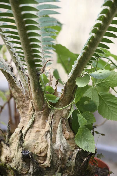 Planta exótica close up — Fotografia de Stock
