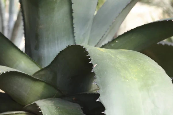 Planta exótica de cerca — Foto de Stock