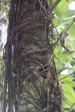 Liana twistes ağaca