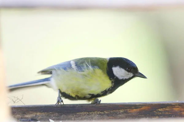 Titmouse zblízka — Stock fotografie